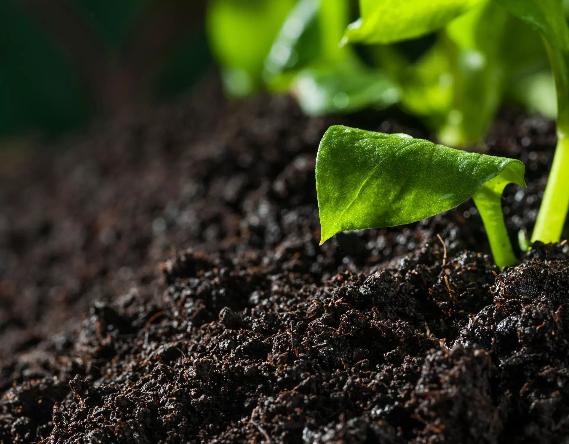 Soil Health