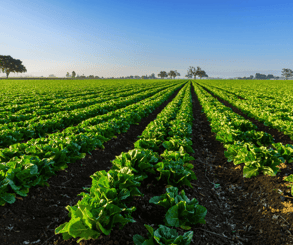 Imagen de cultivo